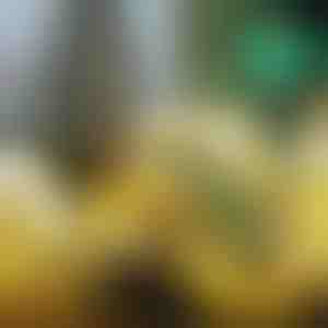 Svijetleća božićna vrpca (500 cm) | SHINESTRAP 1+1 GRATIS