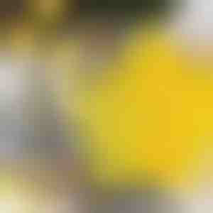 Rezači za kekse u obliku zvijezde (6 kom) | STARCUTS