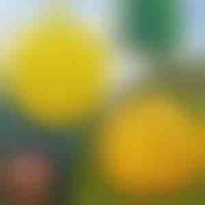 6-Pack viseće zamke za muhe | BUGIORB