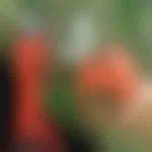 Električne škare | WHIZZPRUNER