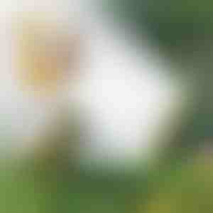 Prskalica s više glava | SPRAYMASTER